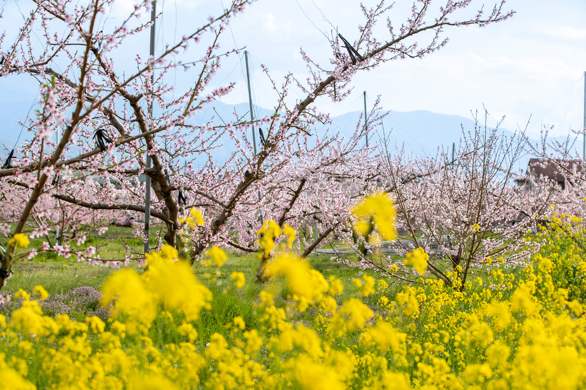 Peach Blossoms and Rape Blossoms