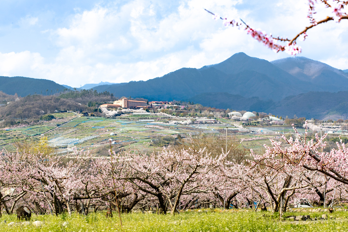 Peach Blossom