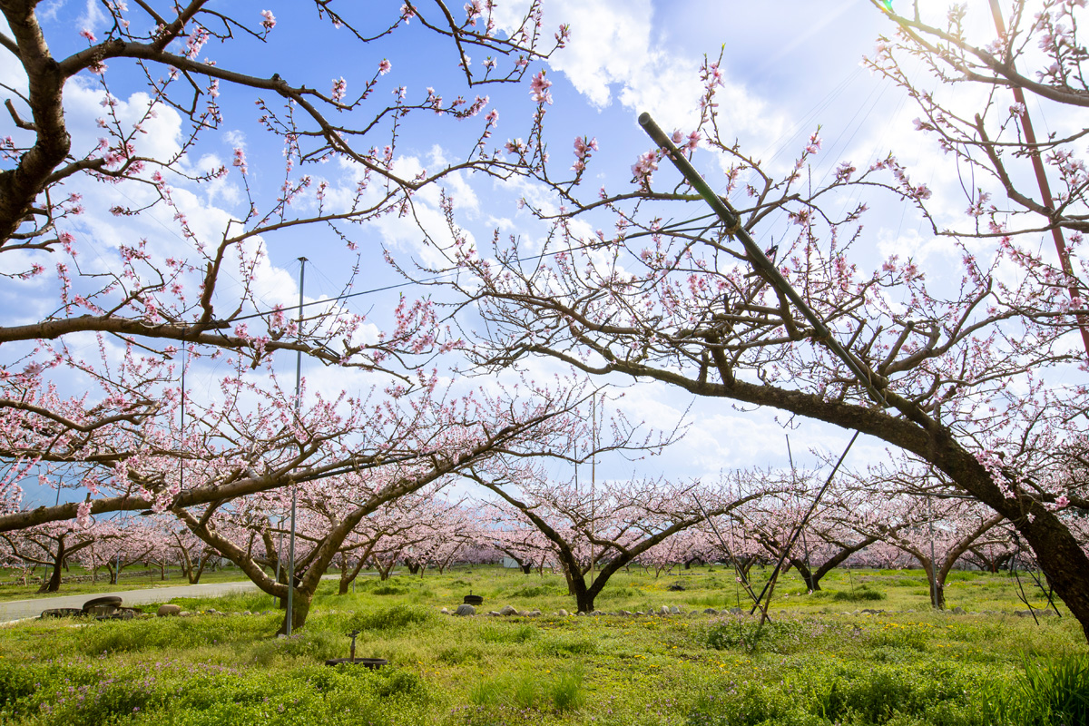 Peach Blossom