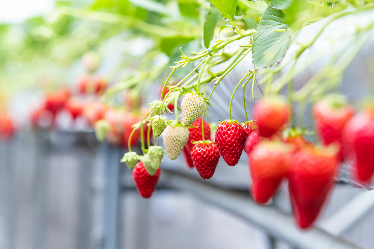 Fruit Picking