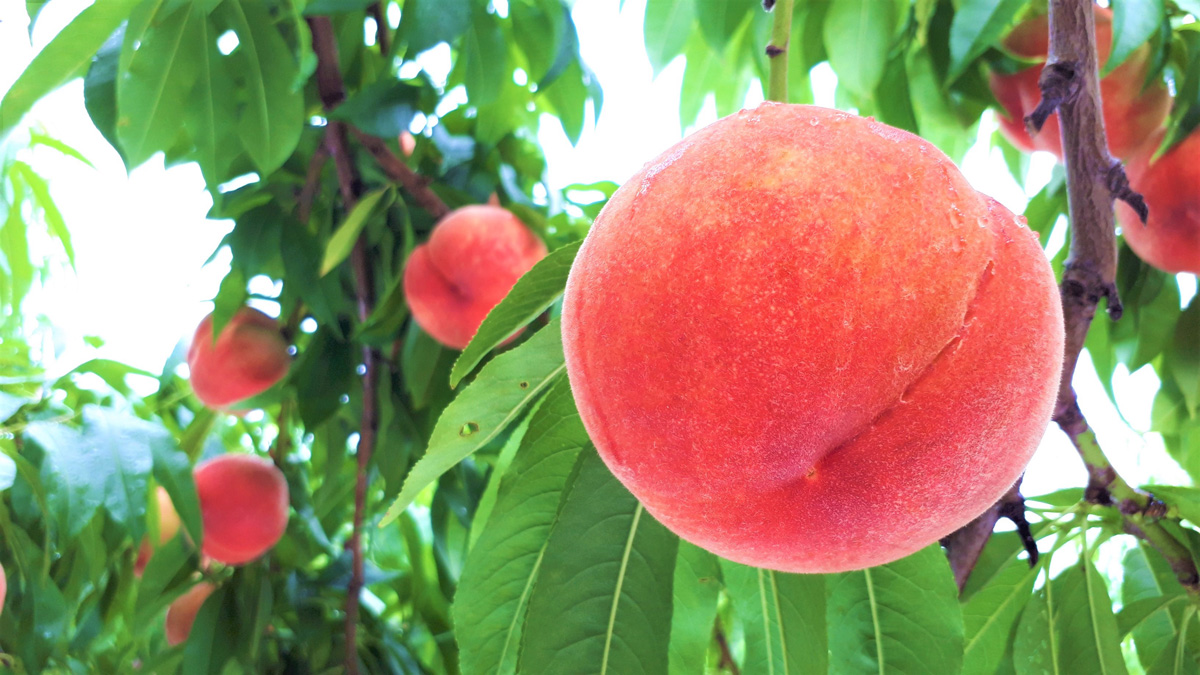 Fruit Picking