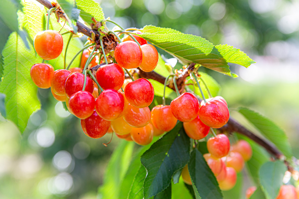 Fruit Picking