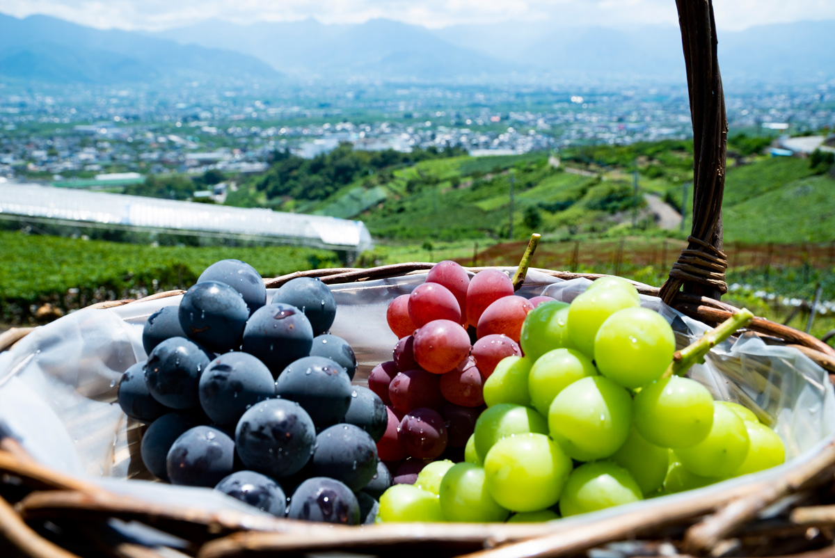 Fruit Picking