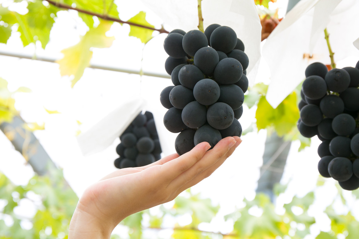 Fruit Picking